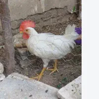 دوعدد خروس 6ماهه