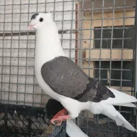ماده شونی