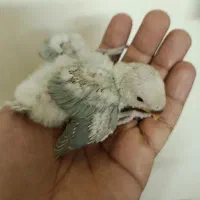 جوجه طوطی برزیلی سریلاکی