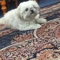 گم شده