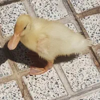 جوجه اردک زیبا زرنگ