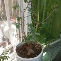 گل بنسای ۳۱۰۰