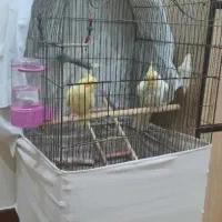 عروس هلندی مولد