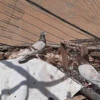 کفتر