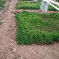 نهال گوجه یا نشاگوجه قیمت متر۷۰۰ دانه هم میدم