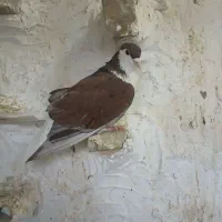 کفتر رنگه
