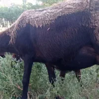 میش کیلویی ارزان چاق