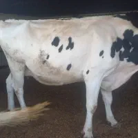 گاو