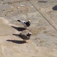کبو