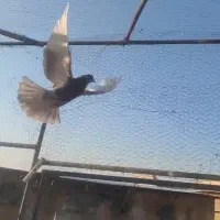 کبوتر ابلغ نر