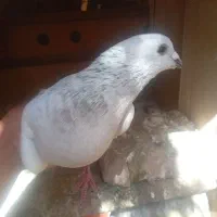 نر ماده سبز کلاغ