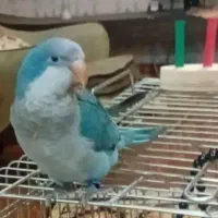 راهب کاملا سالم