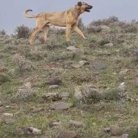 سرابی
