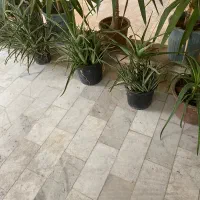گل الوئه ورا