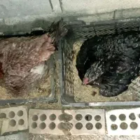 دوعددمرغ افغان  اصل اصل