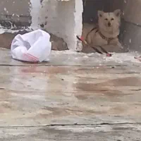 پاکوتاه