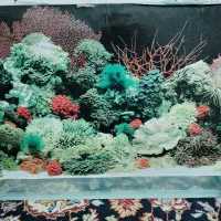 اکواریوم شیشه خم سالم