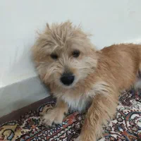 یک سگ‌دارم  برای فروش