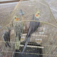 عروس هلندی مولد