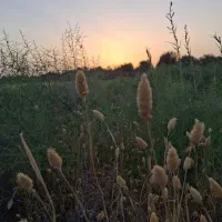 فروش خط رند ایرانسل