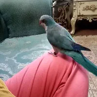 جفت راهب آبی وآلبینو