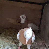 طوقی زرد نر وماده باخ کردند