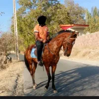نیازمند نیسان یاخاور از تهران به بیجار