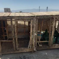 طوقی|پرنده|ساوه, |دیوار