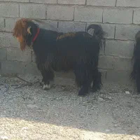 یک راس نر بز بختیاری درجه یک