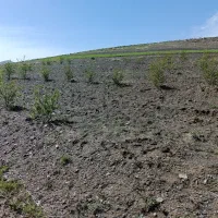 فروش زمین بادامی