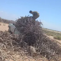 خرید چوپ|خدمات باغبانی و درختکاری|زید آباد, |دیوار