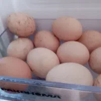 تخم مرغ محلی