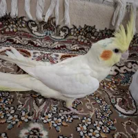 عروس هلندی