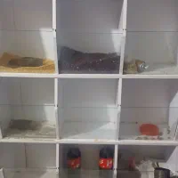 استند حبوبات