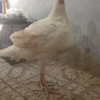 بوقلمون و خروس گوشتی