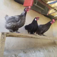 مرغ کوشین