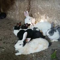 خرگوش ماد همه بچه توشکم دارن دونه۴۰۰