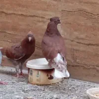 کبوتر. گم شده