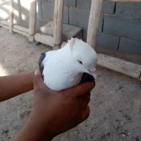 پرنده|پرنده|سرحد, |دیوار
