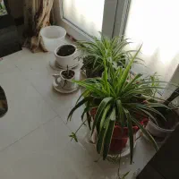 علاقه مندان به گل