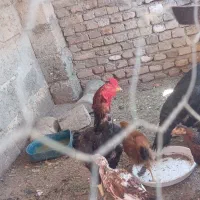 خروس اصل لاری