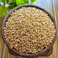 گندم قرمز