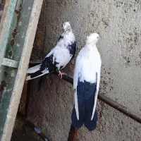 دمبی