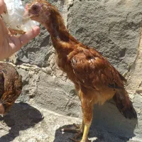 جوجه لاری