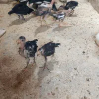 جوجه لاری و چابهاری