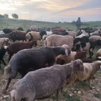قوچ ۳ساله