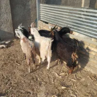 بزغاله