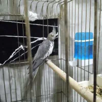 عروس ماده