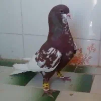 کبوتر