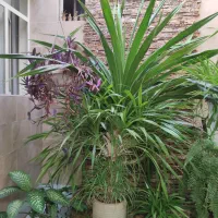 گیاه پاندانوس